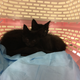 Illustration for article titled Update on kittens: 2 are in my house!